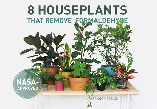 Currently Loving: 8 NASA-Approved Houseplants That Remove Formaldehyde