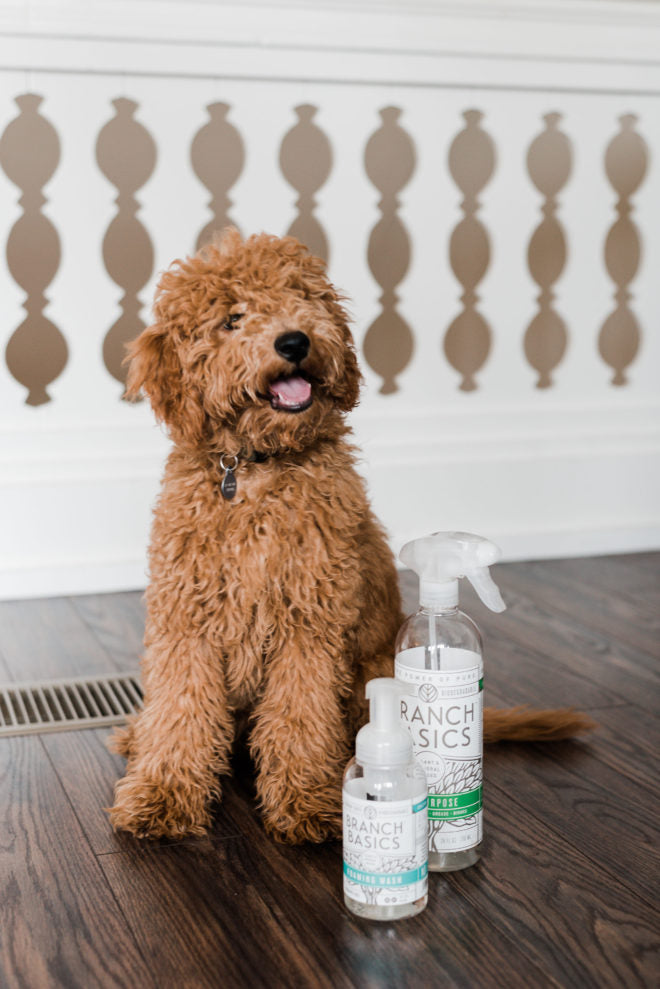 How to Wash Your Pet with Branch Basics (The Natural Way!)
