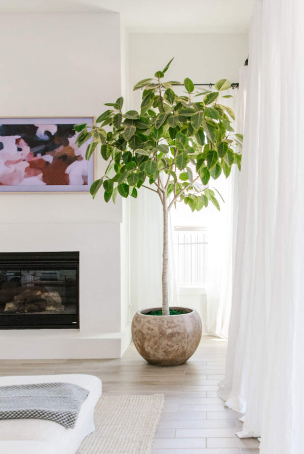 The Benefits of House Plants For Cleaner Air And Better Health