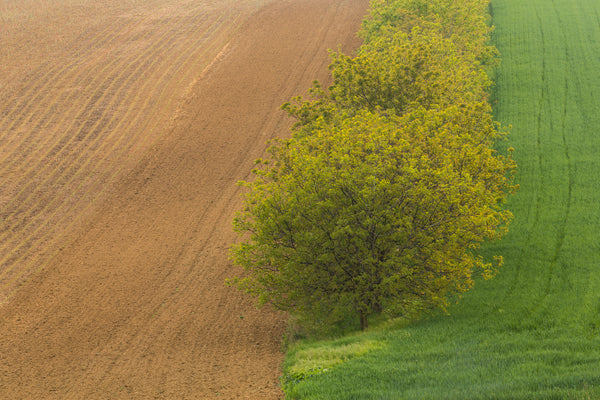 Regenerative Agriculture And What We Learned From Kiss The Ground