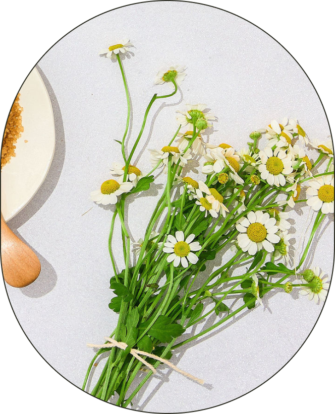 An arrangement of chamomile flowers, positioned against a neutral-grey background. - Card 3