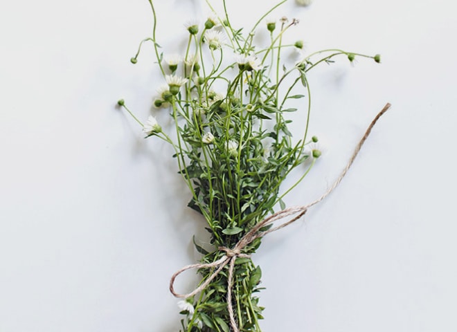 Chamomile flower