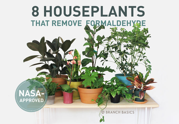Houseplants That Help Remove Formaldehyde 