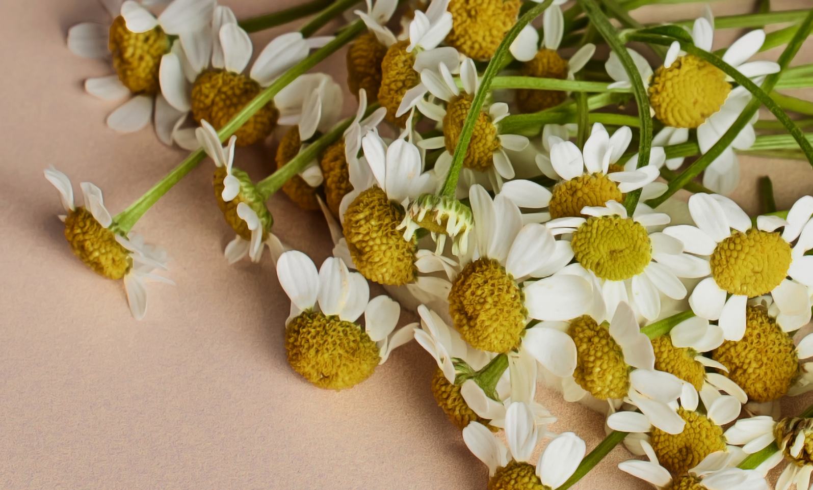 Branch Basics Ingredient: Organic Chamomile