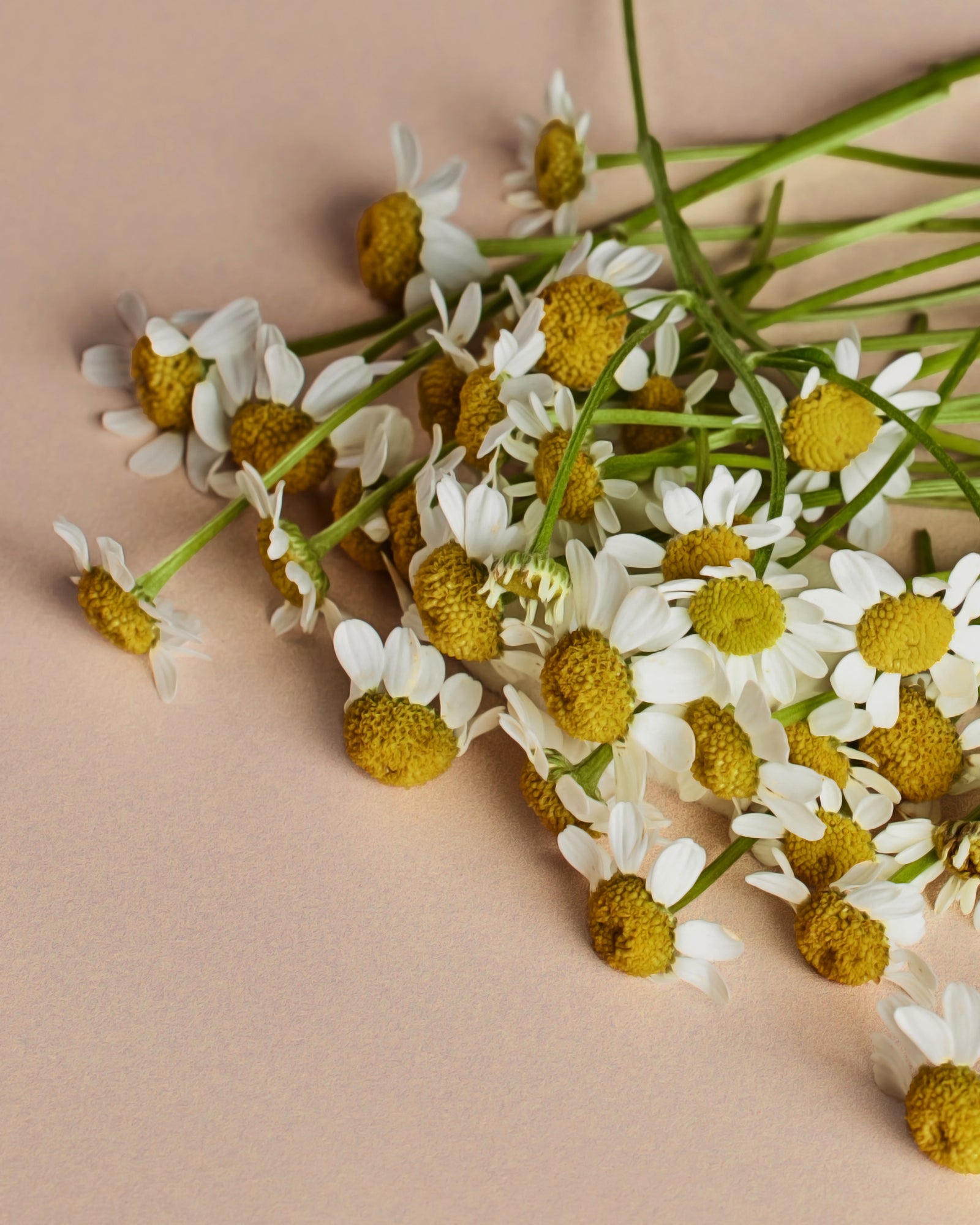 An arrangement of chamomile flowers, positioned against a neutral background. - Card 1