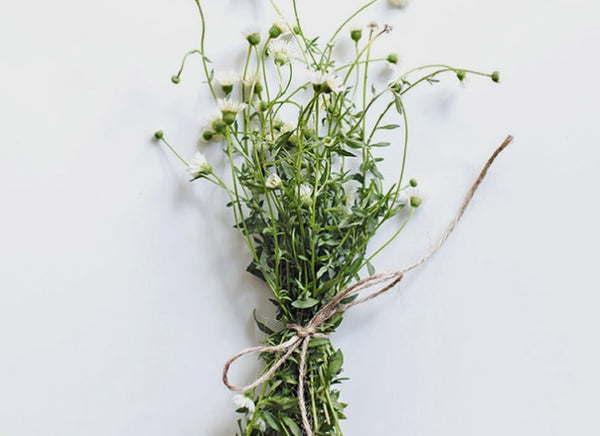 Chamomile flower